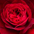 Rood - Engelse roos - Leonard Dudley Braithwaite